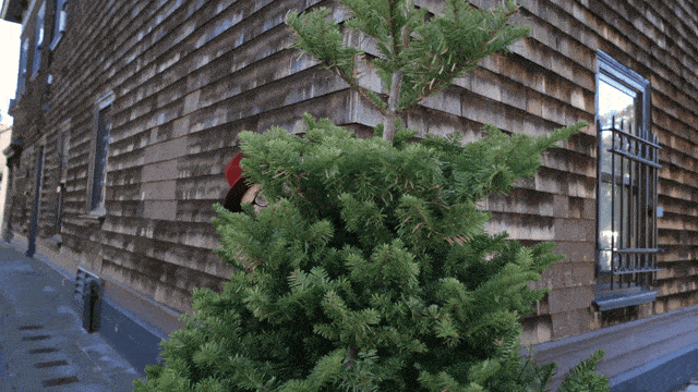 A man hiding behind a small christmas tree.